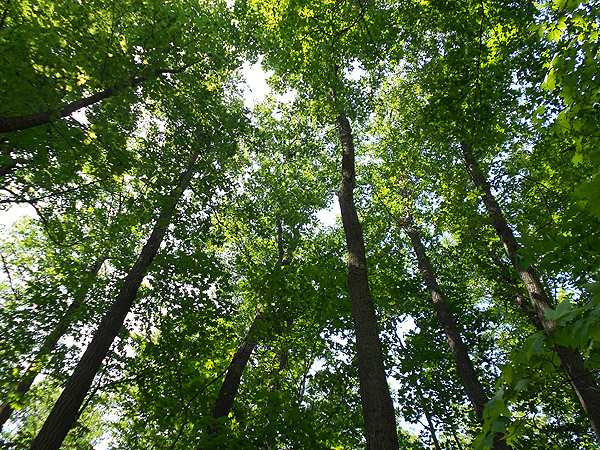 wisconsin mature hardwood forest
