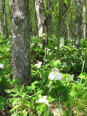 trilliums in forest