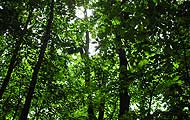 GreenForest
