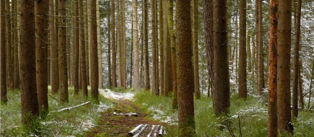 2019 Wisconsin Society of American Foresters State Meeting